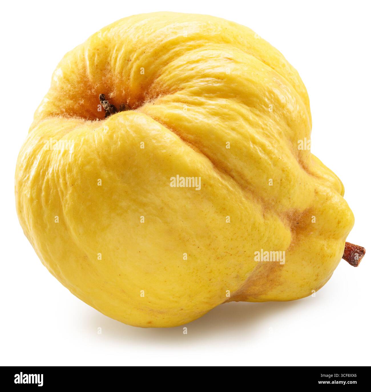 Quittenunteransicht isoliert auf weißem Hintergrund. Datei enthält Beschneidungspfad. Stockfoto