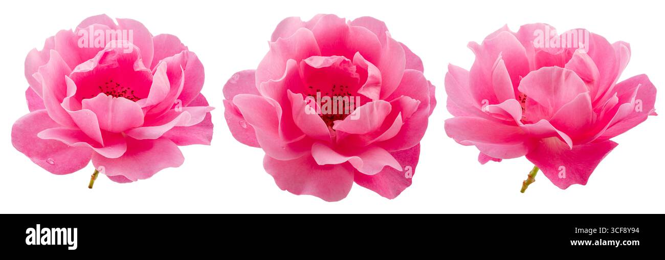 Drei geöffnete rosa Rosen oder bulgarische Rosen auf weißem Hintergrund. Datei enthält Beschneidungspfade. Stockfoto