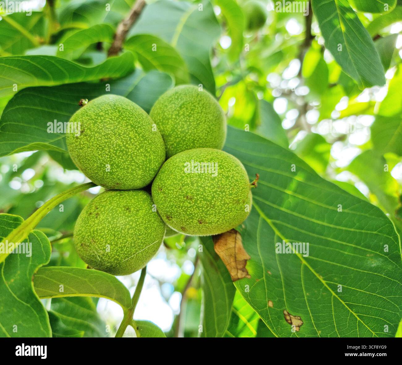 Walnussfrüchte in grüner Schale zwischen grünem Laub des Walnussbaums nah oben. Stockfoto