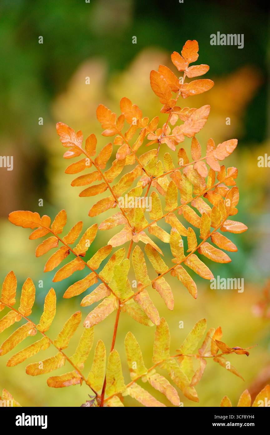 Royal Fern (Osmunda regalis) Nahaufnahme eines einzigen Fronds im Herbst, Isle of Harris, Äußere Hebriden, Schottland, Juni Stockfoto