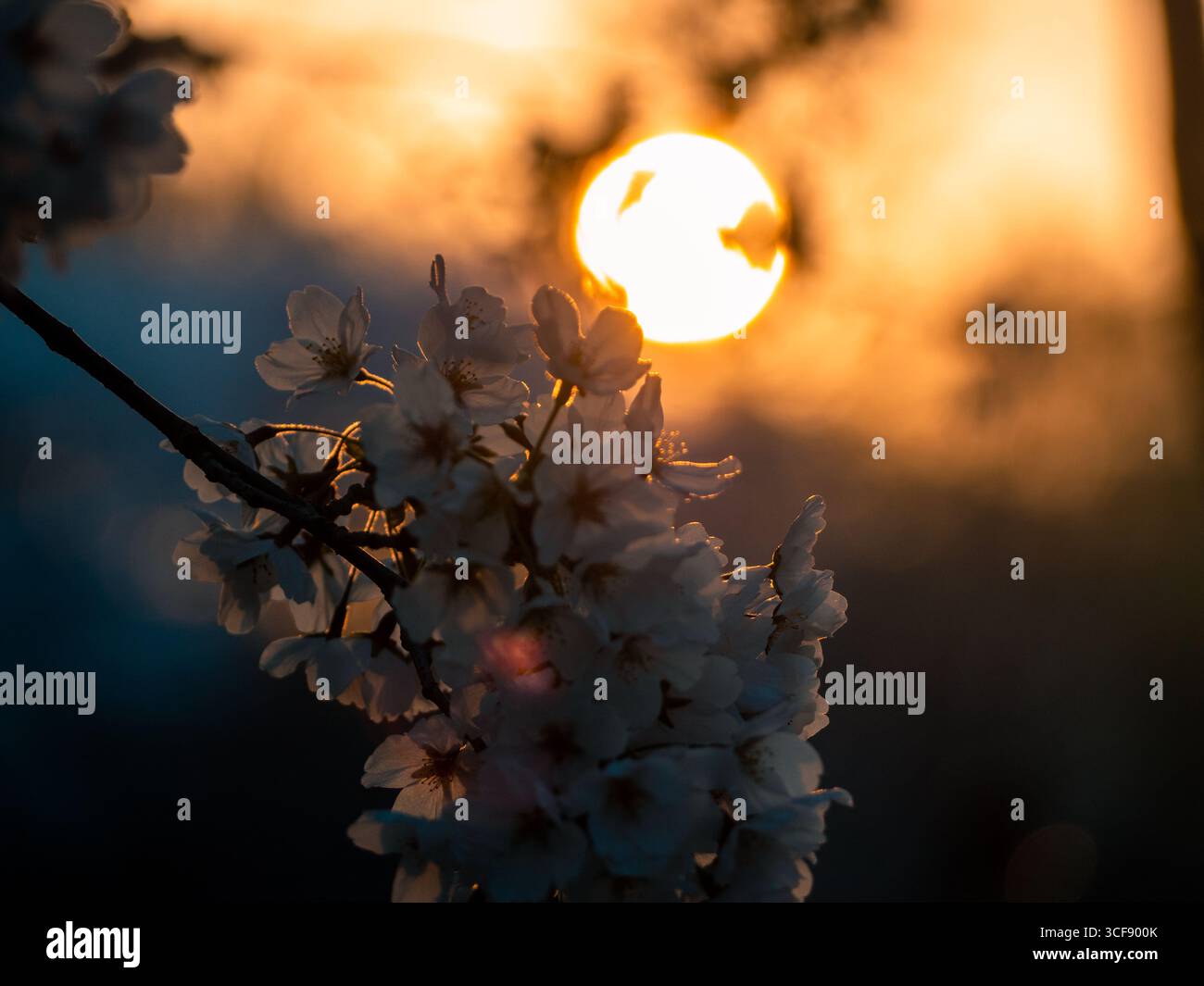Kirschblüten in voller Blüte in Seoul, Südkorea, Stockfoto