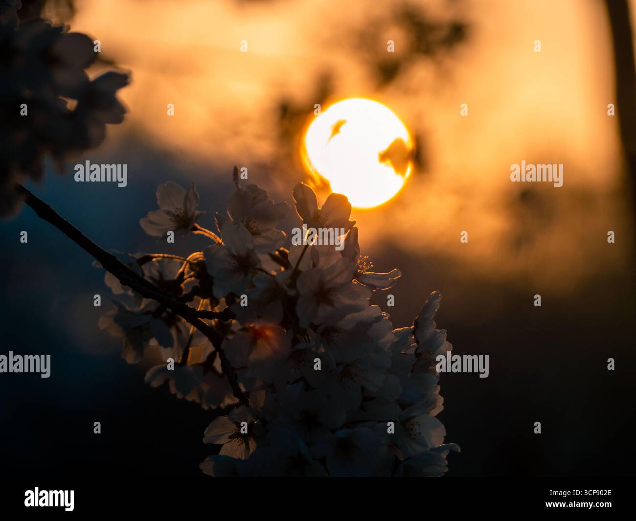 Kirschblüten in voller Blüte in Seoul, Südkorea, Stockfoto