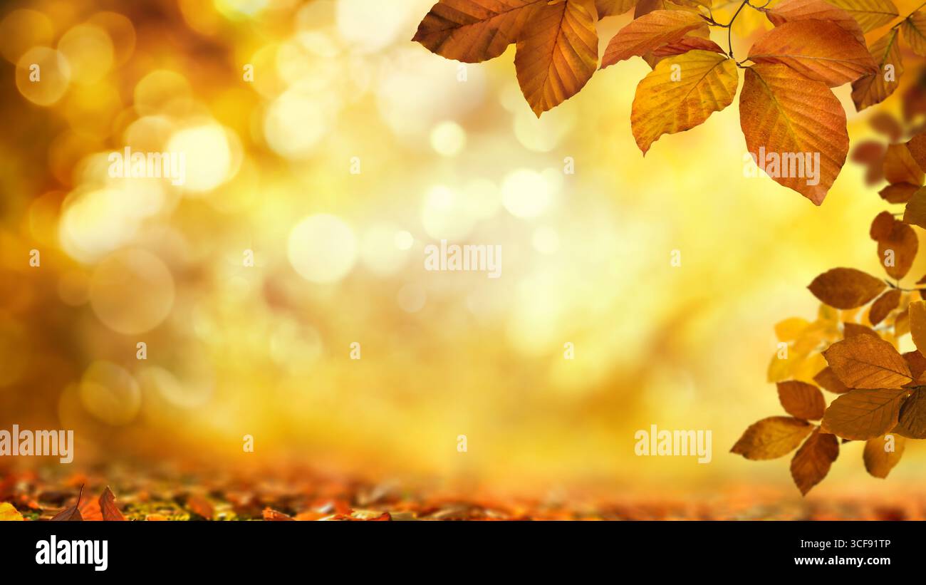 Herbstbuchenblätter schmücken einen wunderschönen Natur-Bokeh-Hintergrund mit glitzernden Highlights als Kopierraum Stockfoto Herbstbuchenblätter schmücken einen wunderschönen Natur-Bokeh-Hintergrund mit glitzernden Highlights als Kopierraum Stockfoto