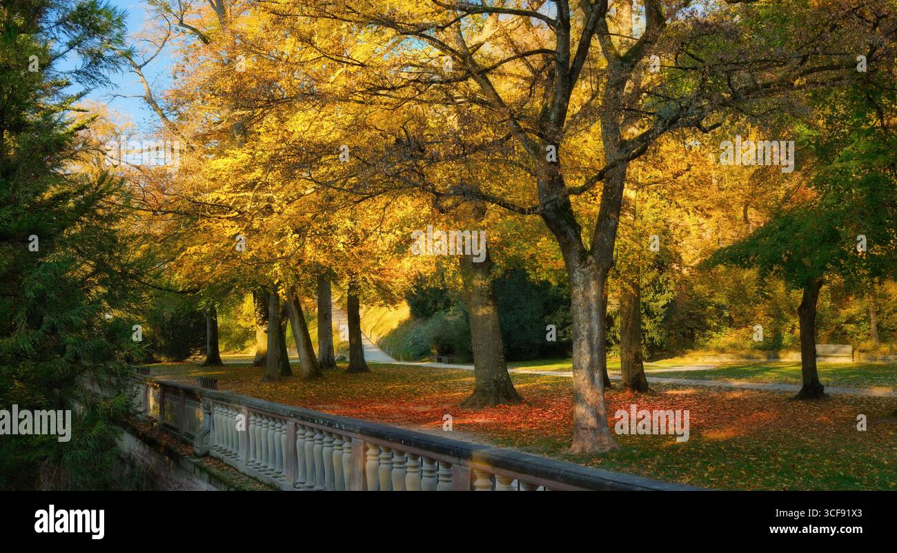 Gelbe Bäume an einem sonnigen Herbsttag in einem idyllischen Stadtpark in Heidelberg Stockfoto Gelbe Bäume an einem sonnigen Herbsttag in einem idyllischen Stadtpark in Heidelberg Stockfoto
