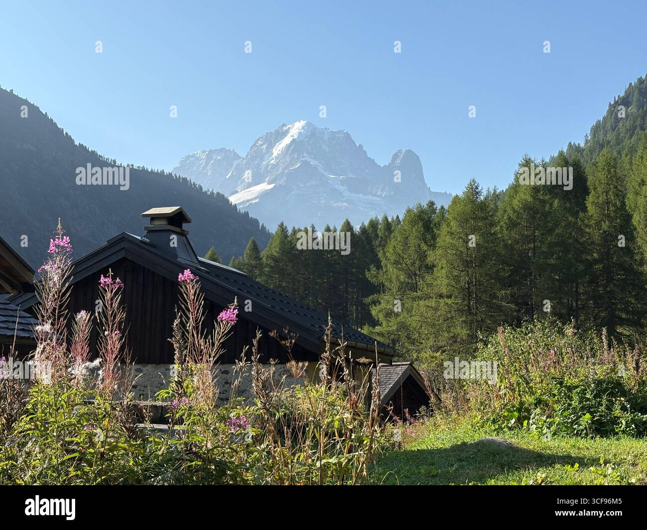 Von Le Buet bis Mont Buet: Wildblumen, Schmetterlinge und endlose Alpengipfel. - Smartphone-aufgenommenes Stockfoto