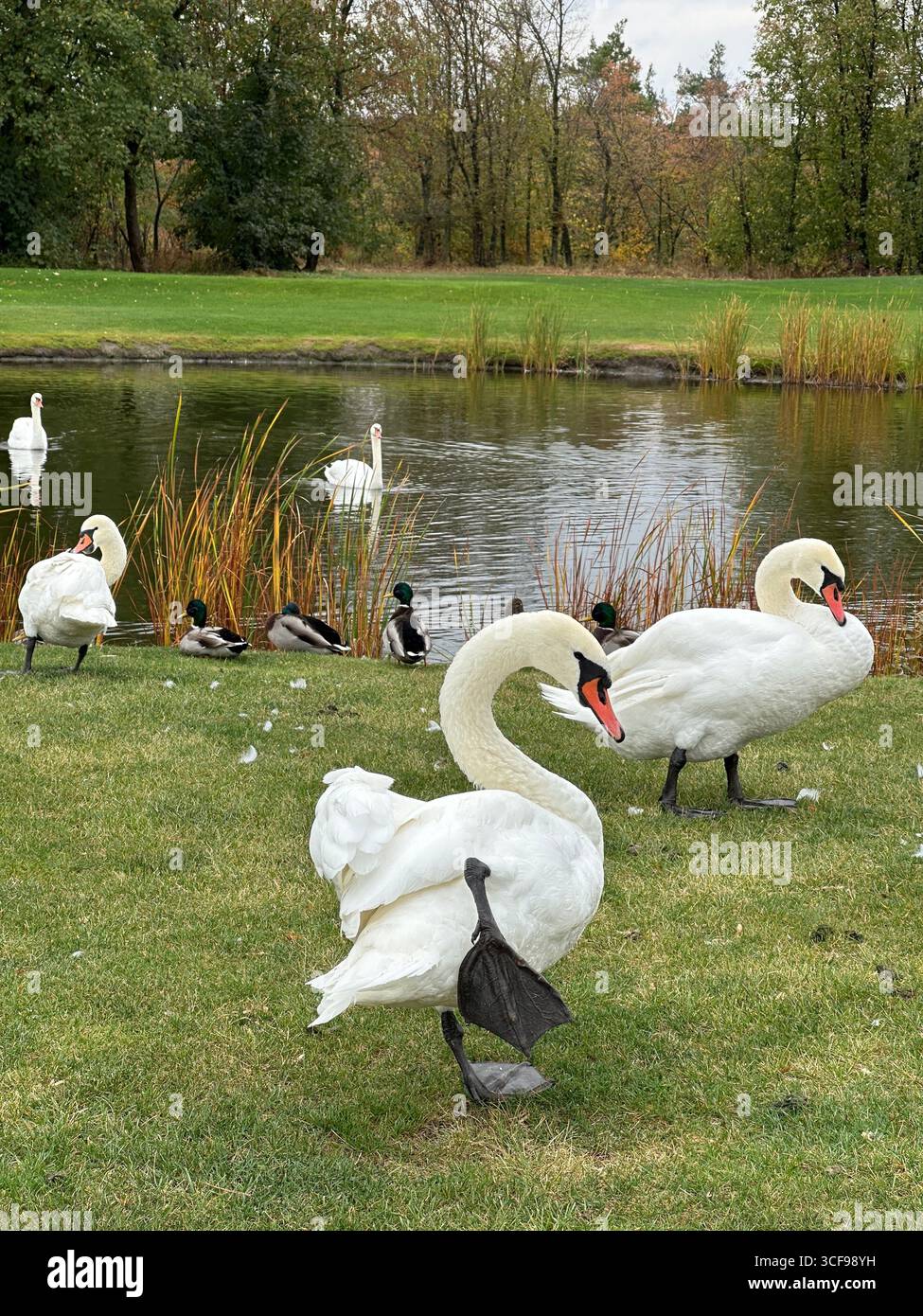 Gruppe weißer Schwäne und Enten an einem Teich in einem grünen Park im Herbst. Aufnahmen im Freien bei Tageslicht mit Bäumen und Gras im Hintergrund. - Smartphone-aufgenommenes Stockfoto