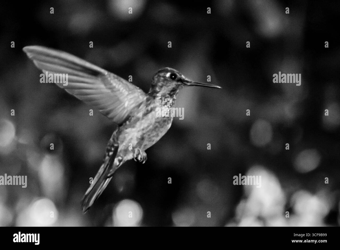 Nahaufnahme eines Kolibris (Beija-Flor) auf dem Tucanos Trail in Tapiraí, São Paulo, Brasilien. Das Bild fängt den Vogel in seinen natürlichen Foren ein Stockfoto