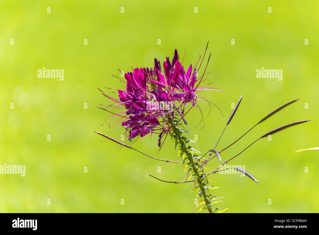 Cleome hassleriana Spinnenpflanze. Eine markante violette Cleome-Blüte mit langen Staubblättern hebt sich vor einem leuchtend grünen Hintergrund hervor. Die exotische Blüte fügt dr. Stockfoto