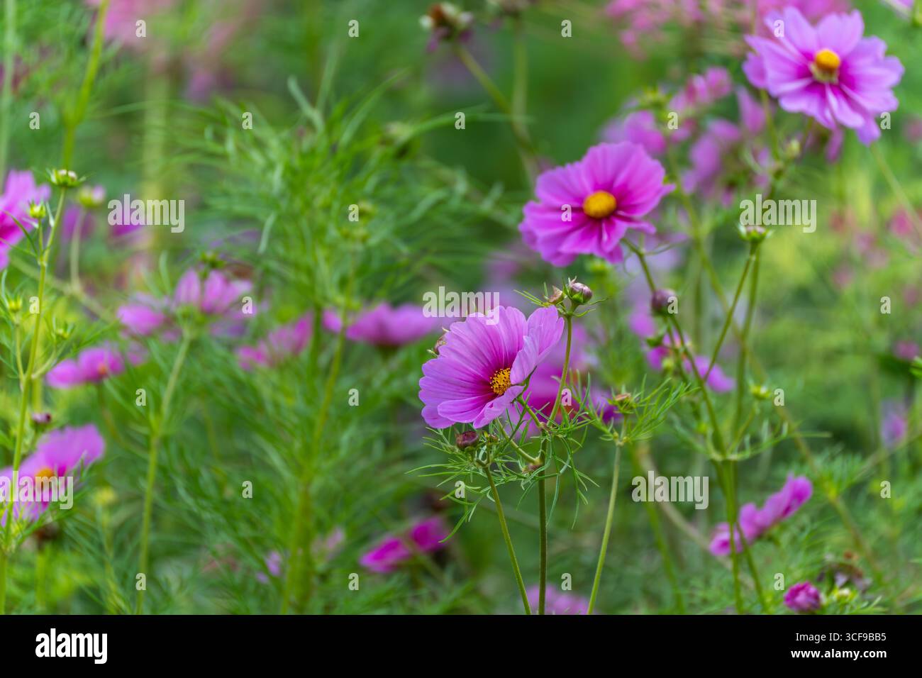 COSMOS bipinnatus Cosma Cluster. Die rosa Cosmos-Blüten schwanken sanft im Wind. Ihr gefedertes Laub schafft eine helle und luftige Atmosphäre. Stockfoto