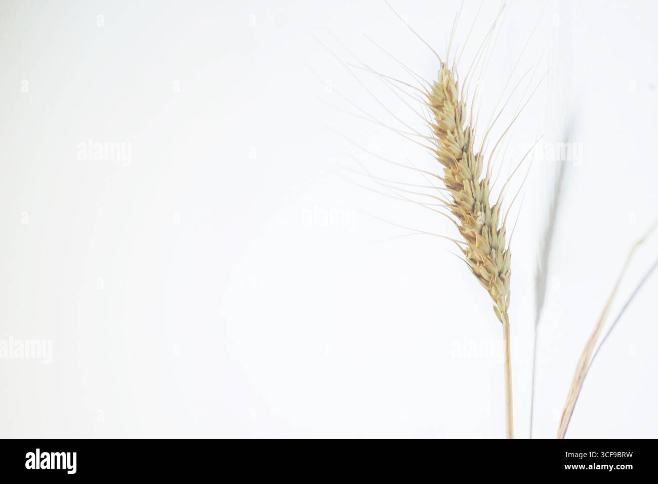 Minimalistischer getrockneter Weizenstiel vor weißem Hintergrund für Dekorationsdetails. Elegantes natürliches botanisches Element, perfekt für skandinavische Innenarchitektur Stockfoto