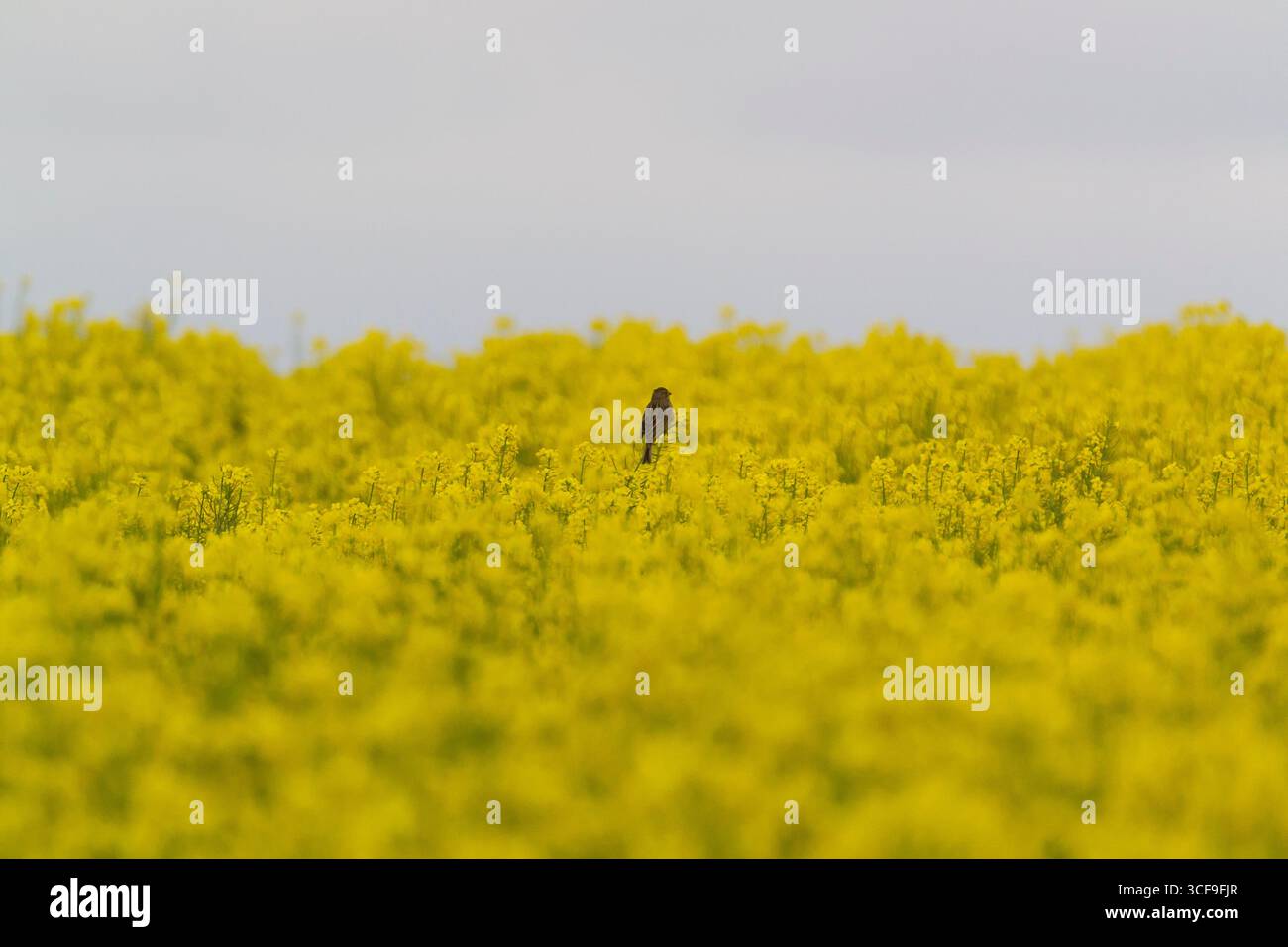Ein kleiner Vogel steht auf leuchtend gelben Blumen auf einem Feld und zeigt die Schönheit der Natur im Frühling. Stockfoto