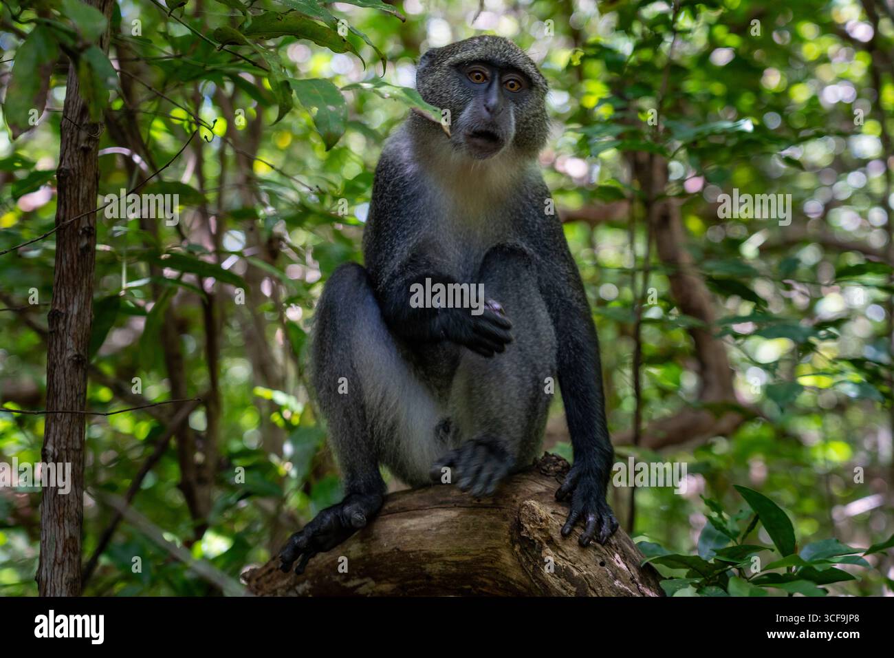 Sykes' Affe sitzt auf einem Baum im Jozani Wald, Sansibar Stockfoto