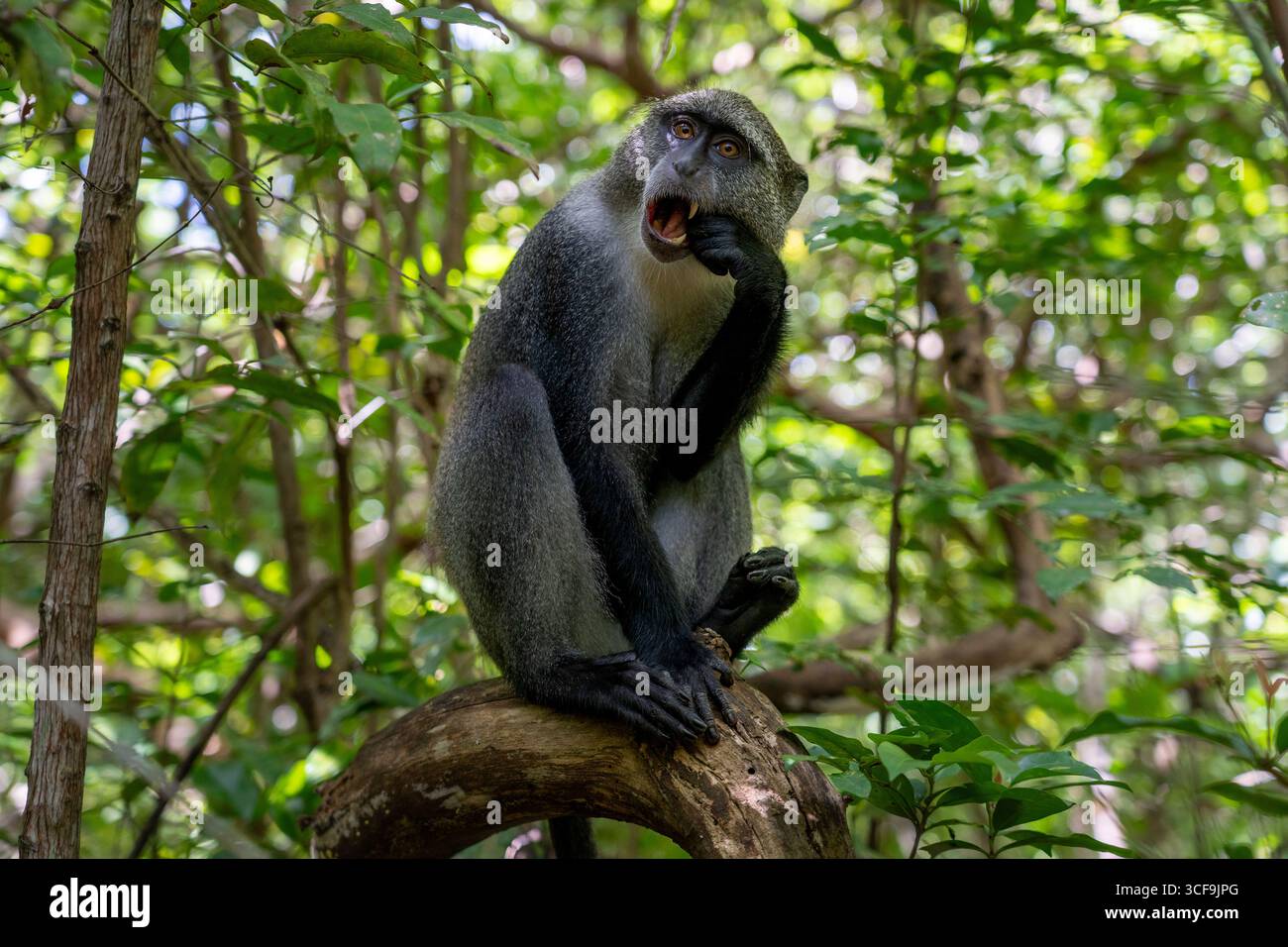 Sykes' Affe sitzt auf einem Baum im Jozani Wald, Sansibar Stockfoto
