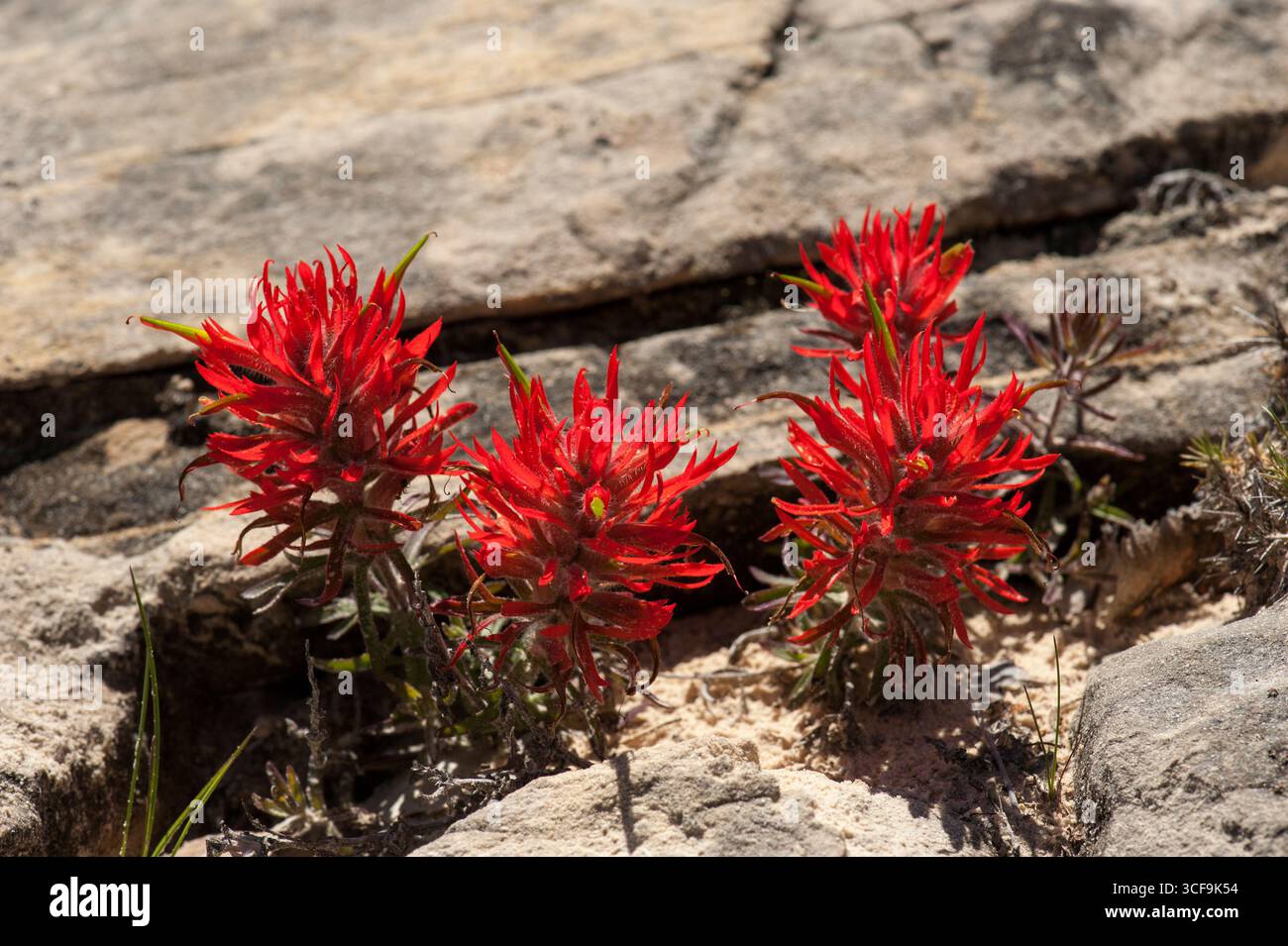 Red Paintbrush auch bekannt als „Indian Paintbrush“ in der Wüste im Südwesten Utahs. Wahrscheinlich Wüstenpinsel (Castilleja chromosa) Stockfoto