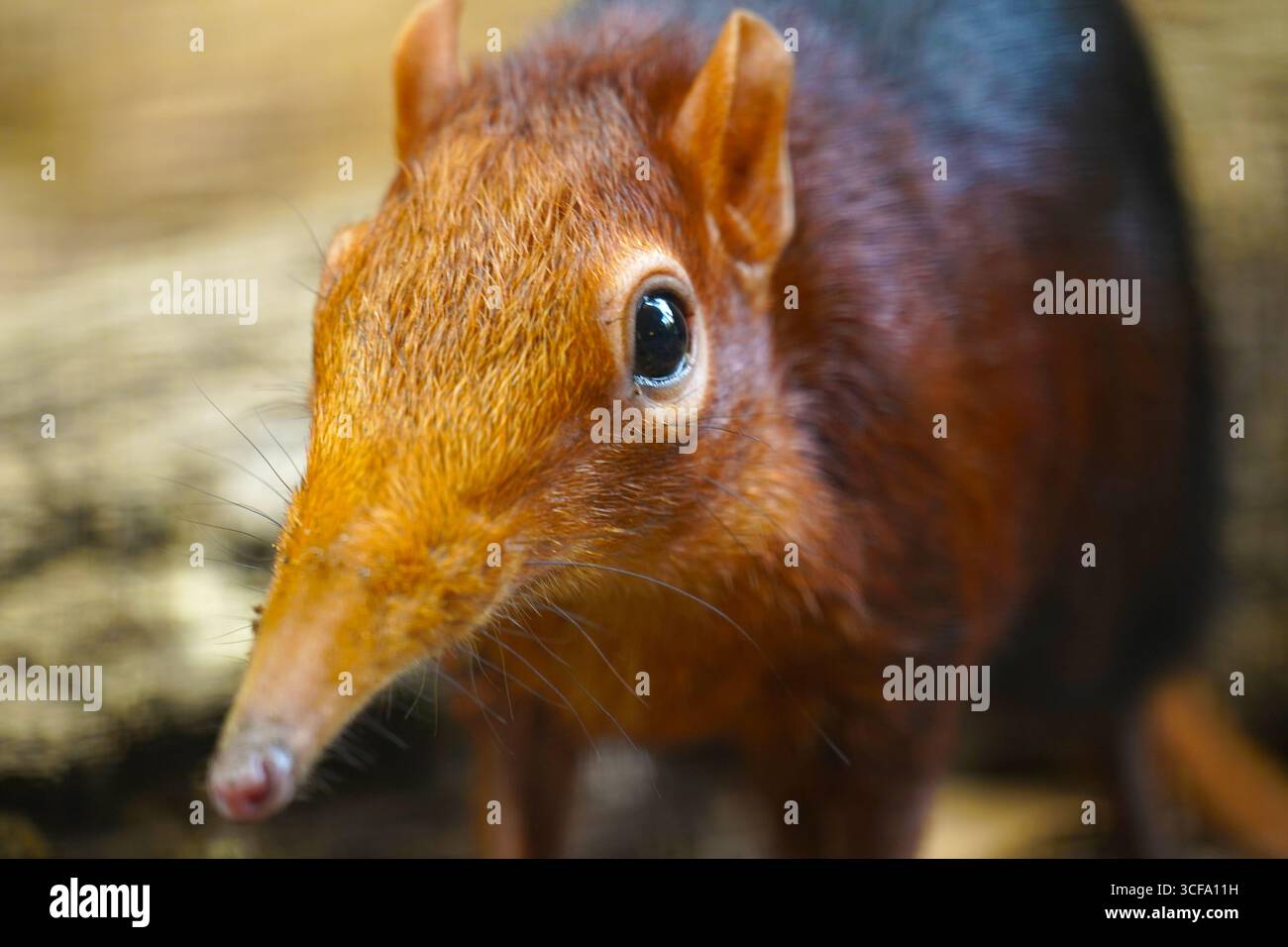 Nahaufnahme von schwarzem und rauem Elefantenspitzenrhynchocyon petersi mit langen, großen Augen und weichem Fell Stockfoto