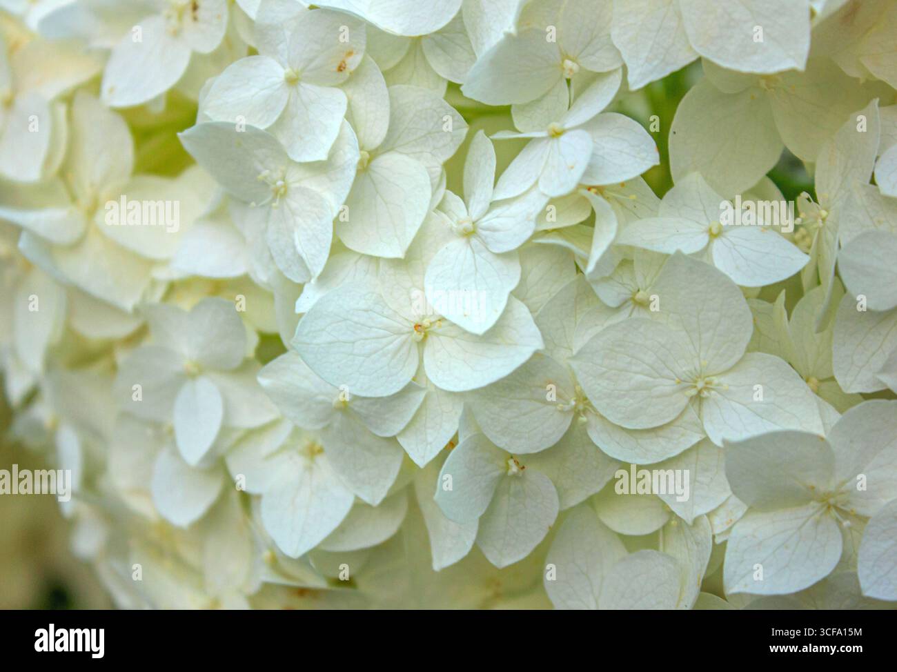 Die Nahtextur der Weißen Hortensie Blüten. Blühende weiße Hortensie im Hintergrund voller Blüte. Stockfoto