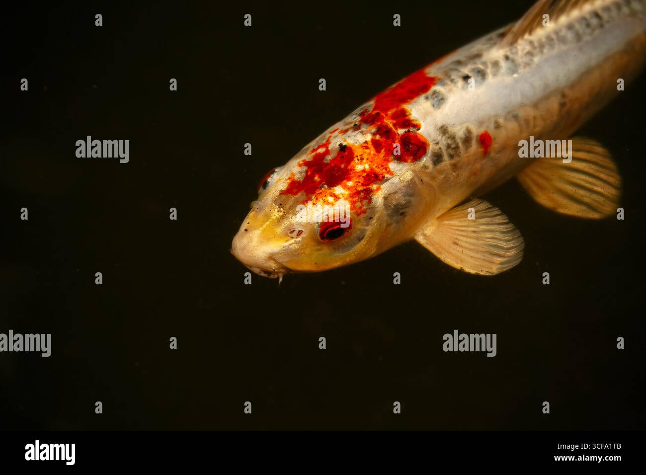 Ein Koi mit malerischen Markierungen gleitet direkt unter der Oberfläche, ein lebendiger Pinselstrich im stillen Teich des Nexo Butterfly Pavillons. Die dänische Idee von bea Stockfoto