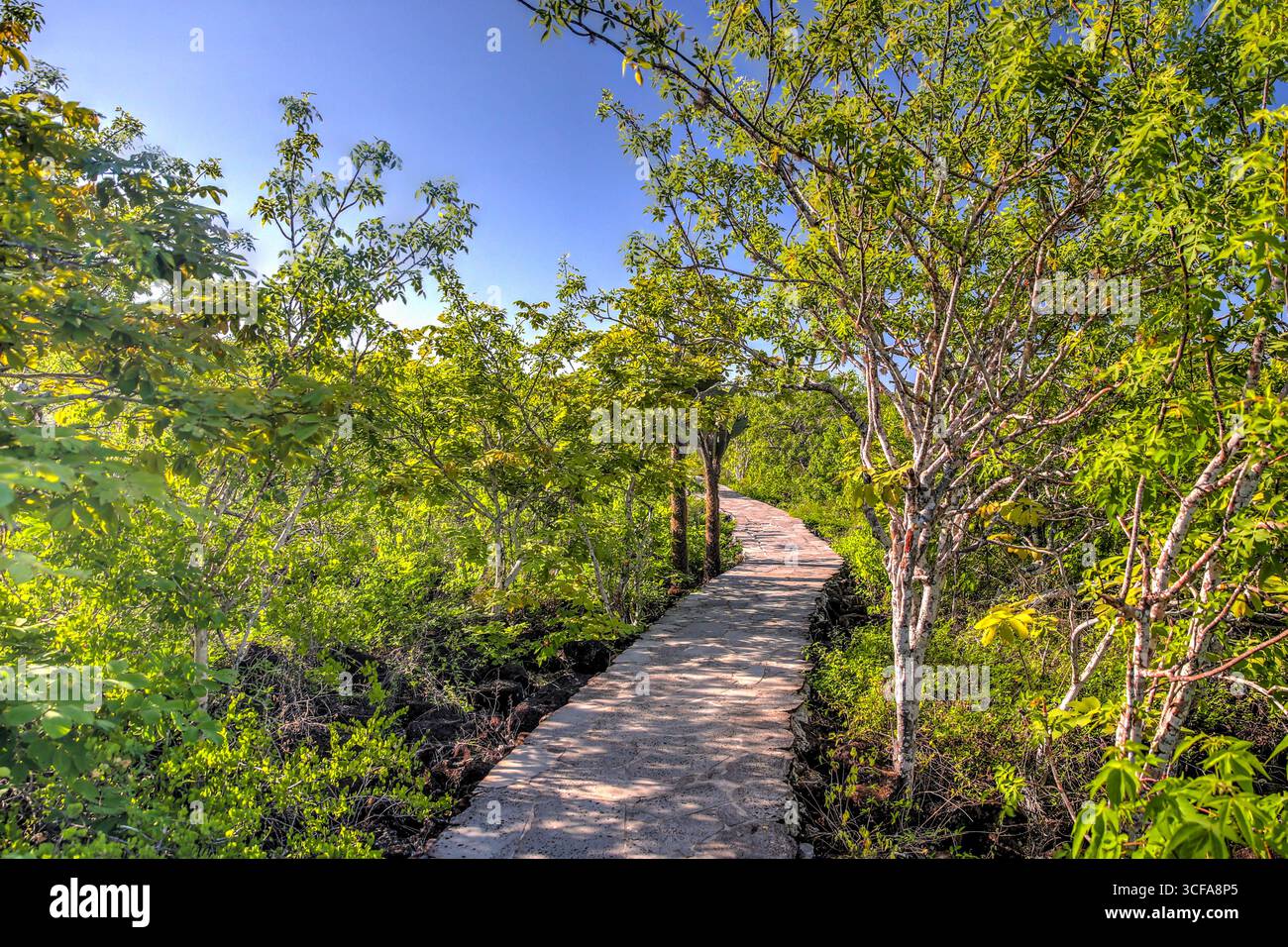 Naturlehrpfad durch die Vegetation auf der Insel San Cristóbal, den Galápagos-Inseln, Ecuador. Stockfoto
