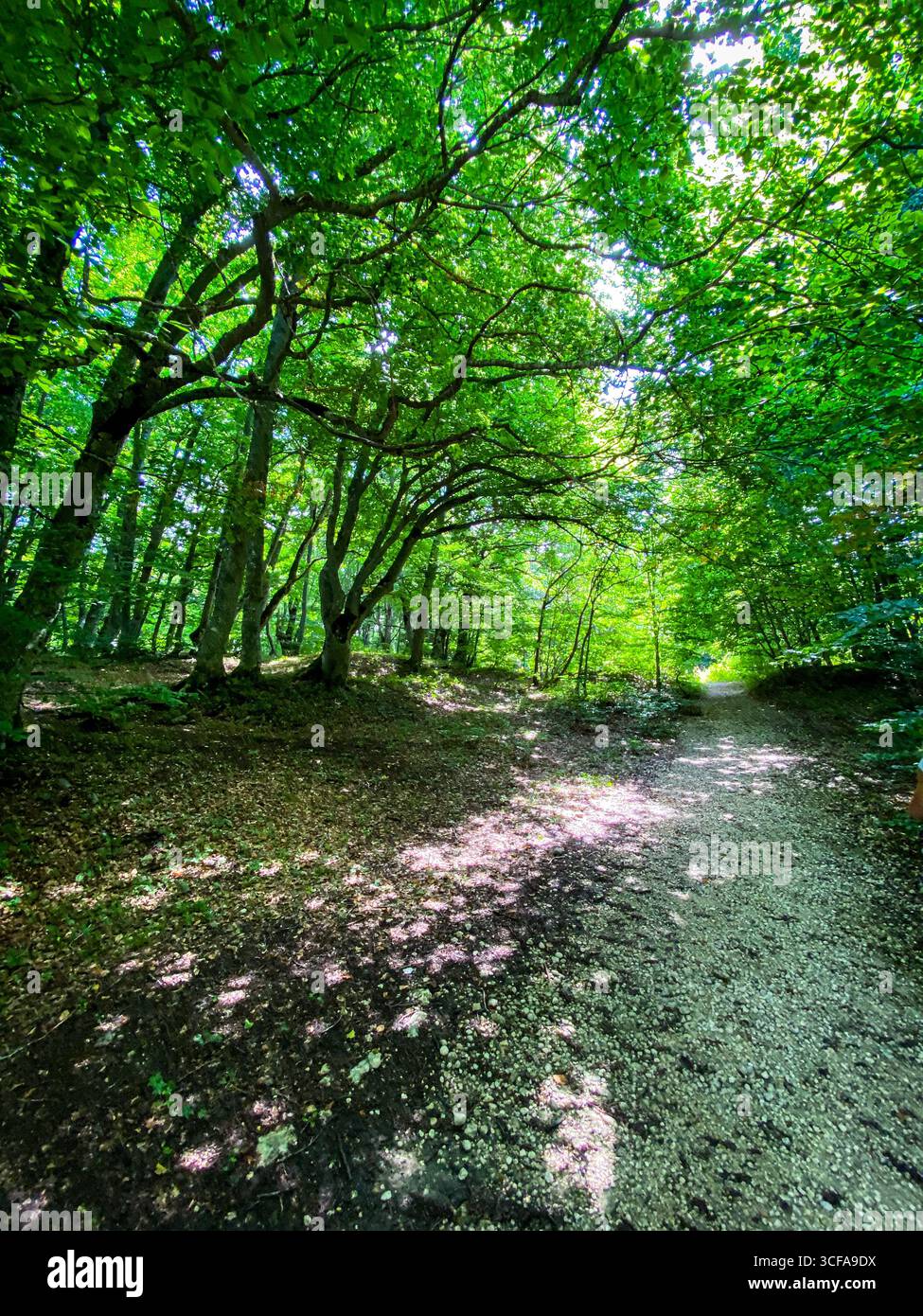 Waldweg schlängelt sich durch grüne Wälder, goldenes Sonnenlicht durchdringt die grünen Baumkronen und wirft weiche Schatten auf moosigem Boden in Pescocostanzo, Italien Stockfoto