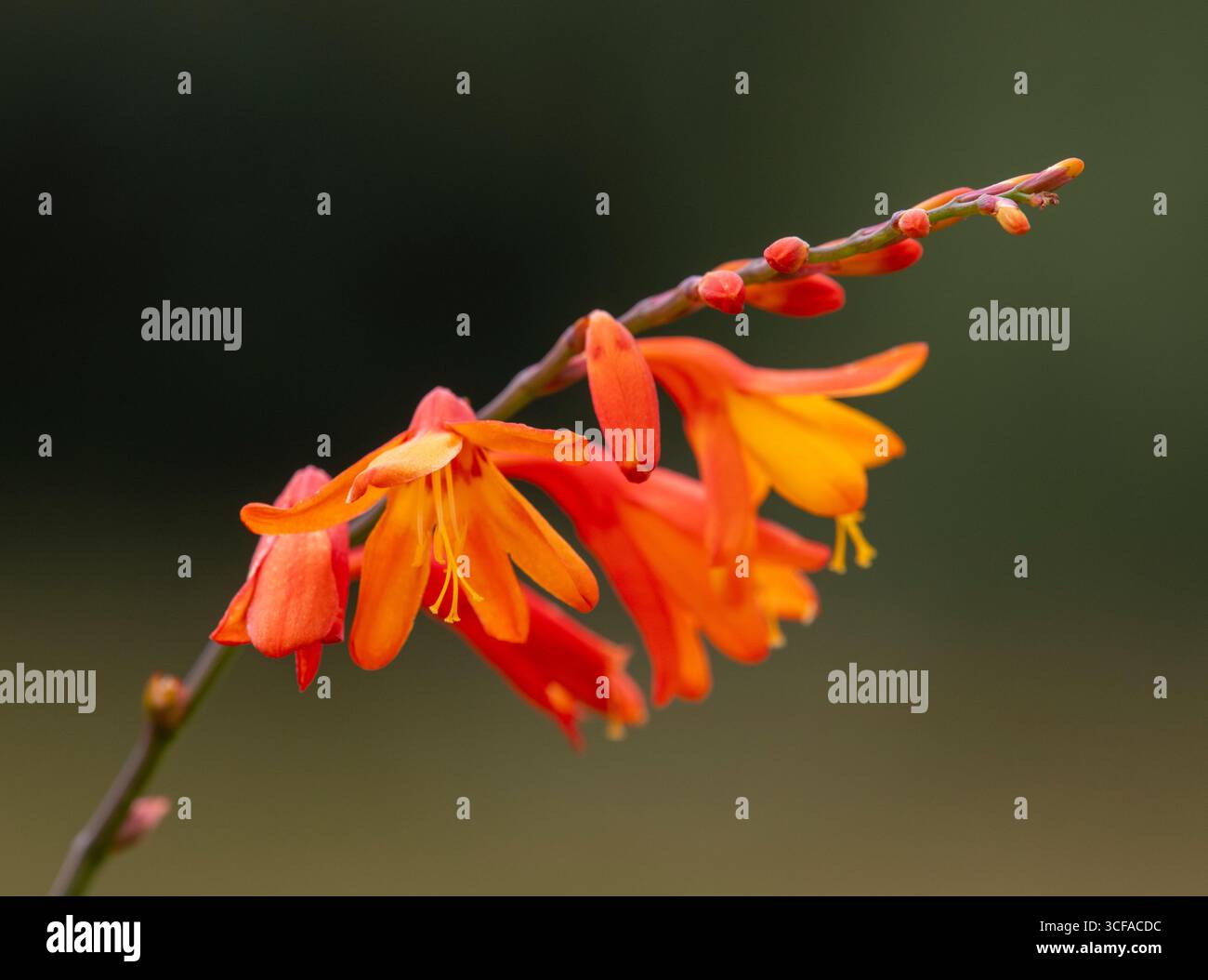 Montbretia (Crocosmia X crocosmiiflora) Stockfoto