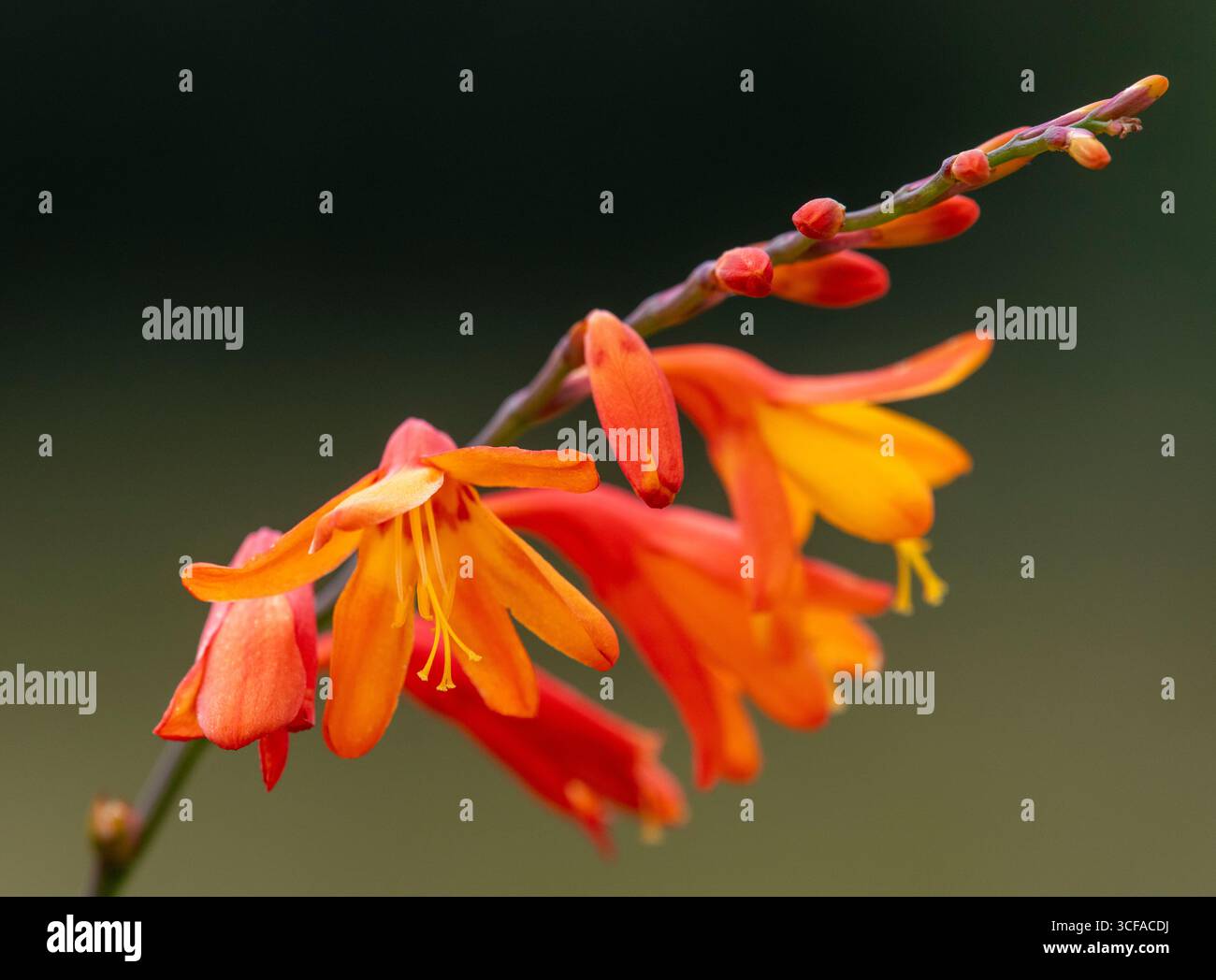 Montbretia (Crocosmia X crocosmiiflora) Stockfoto