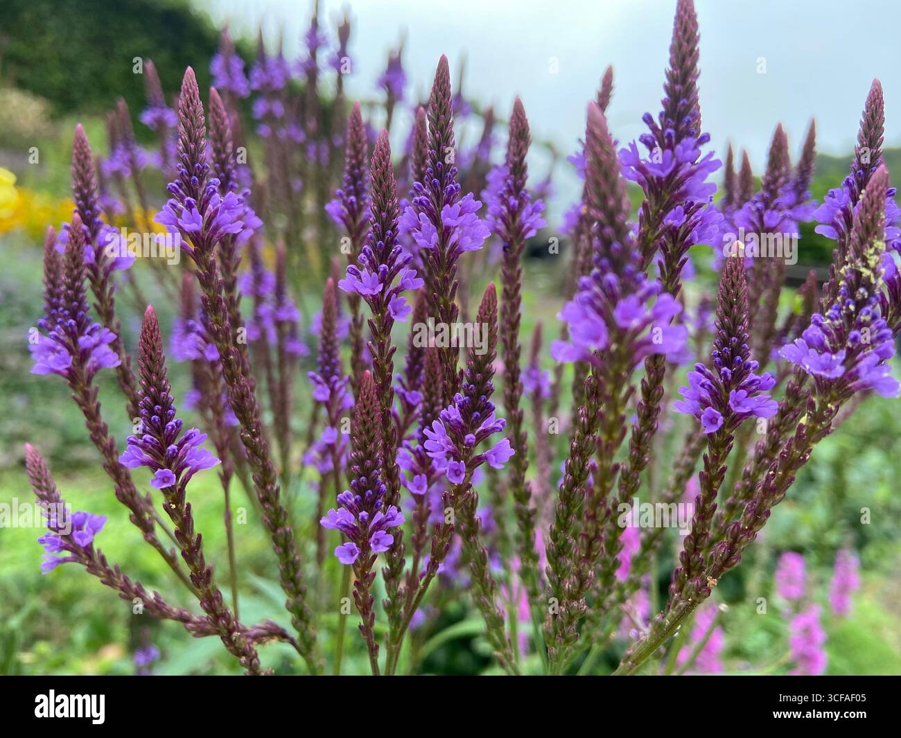 Lavendel blüht auf dem Feld Stockfoto