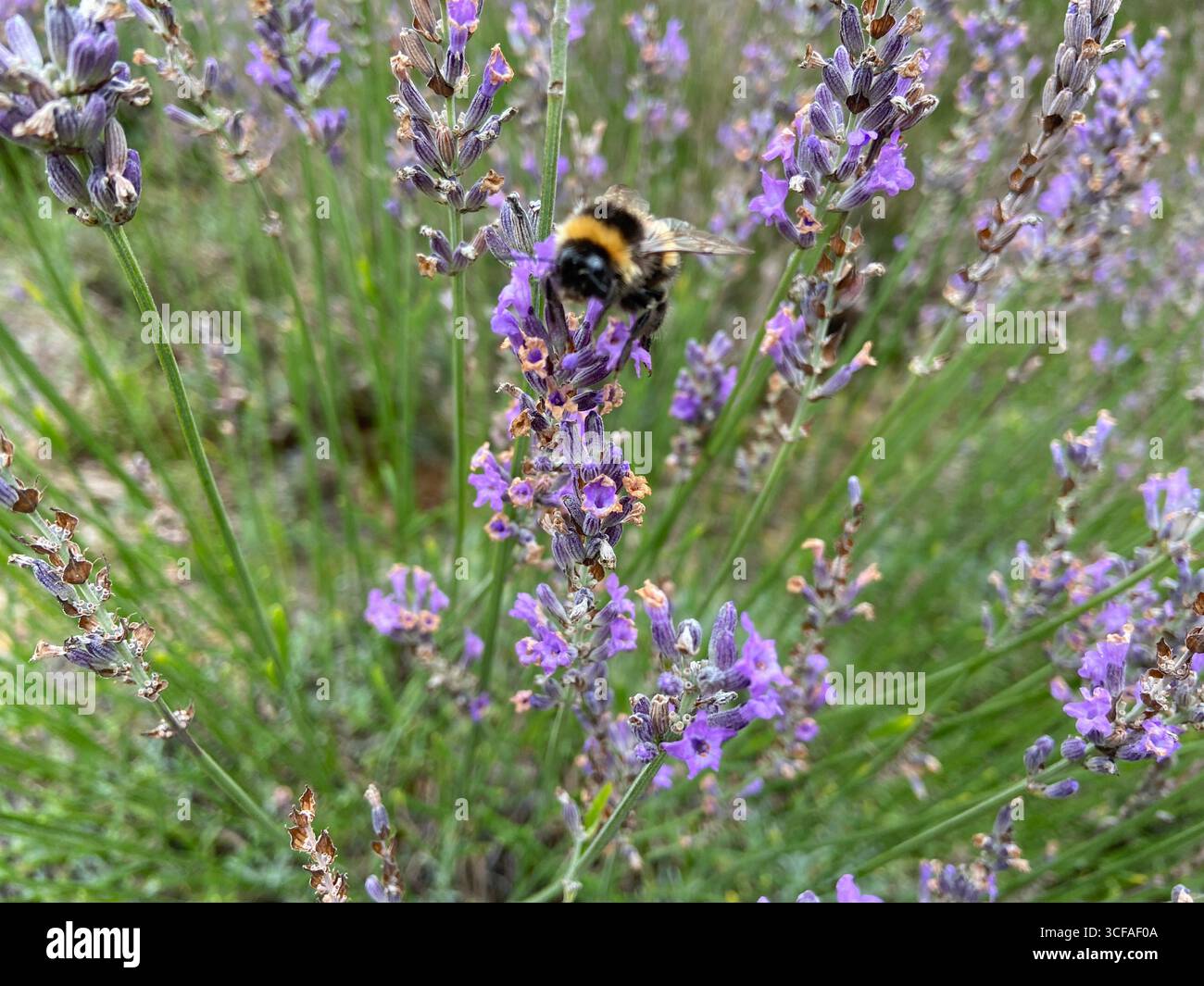 Biene auf lila Blume - Smartphone-aufgenommenes Stockfoto