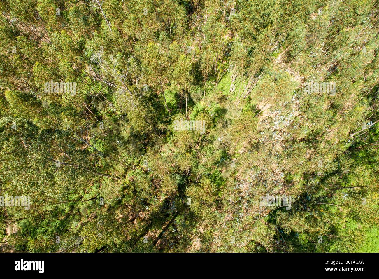 Ein Blick von oben nach unten auf einen dichten Eukalyptuswald. Konzept die Textur eines Walddaches. Stockfoto