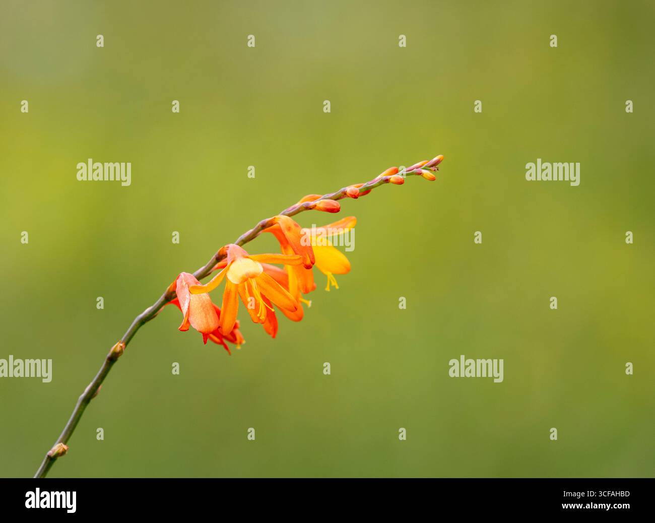 Montbretia (Crocosmia X crocosmiiflora) Stockfoto