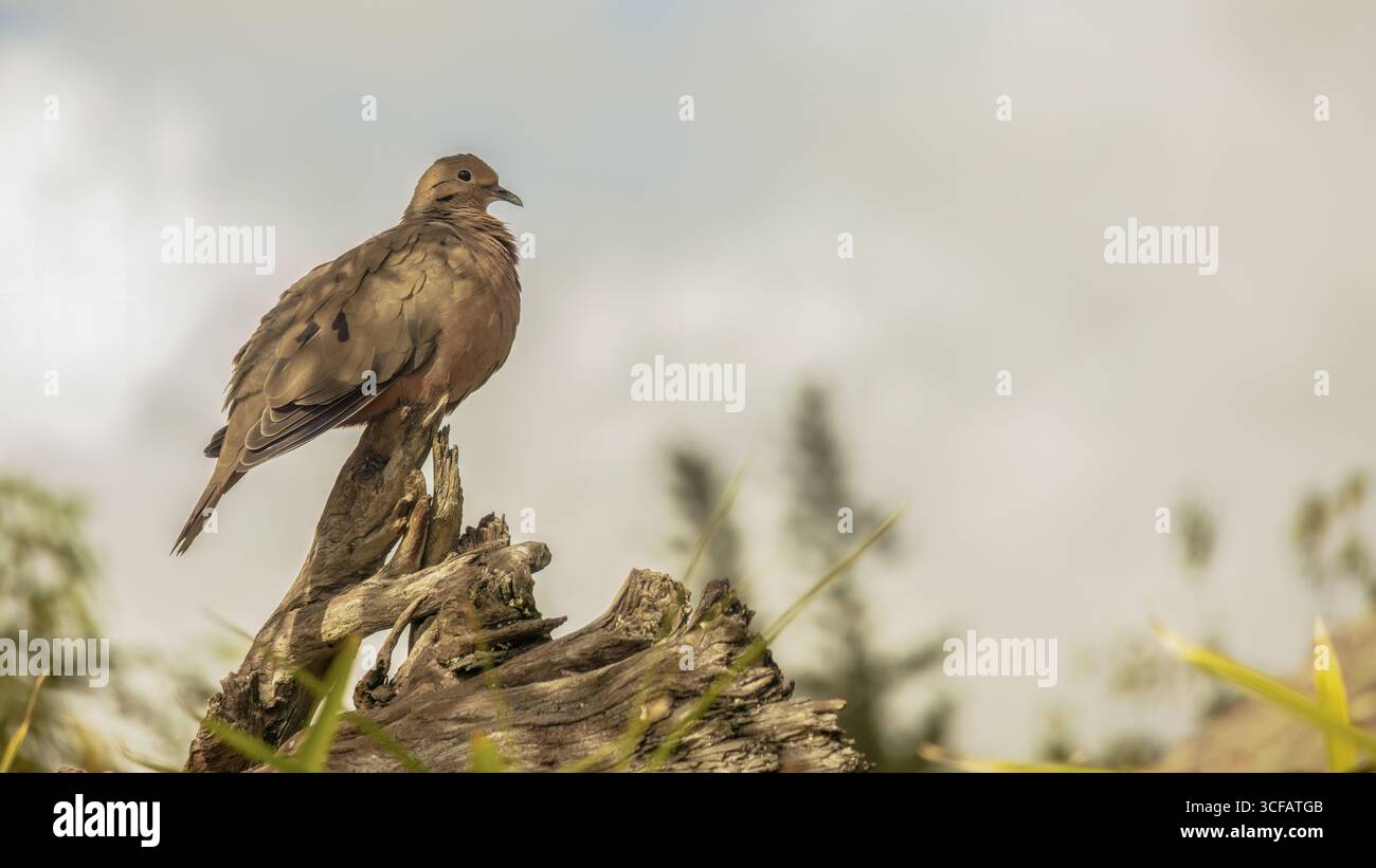 Eine raue Erdtaube, die auf einem alten, vom Sonnenuntergang beleuchteten Holzstamm thront, in einem Wald in der Stadt Sora, in den östlichen Andenbergen Kolumbiens. Stockfoto Eine raue Erdtaube, die auf einem alten, vom Sonnenuntergang beleuchteten Holzstamm thront, in einem Wald in der Stadt Sora, in den östlichen Andenbergen Kolumbiens. Stockfoto