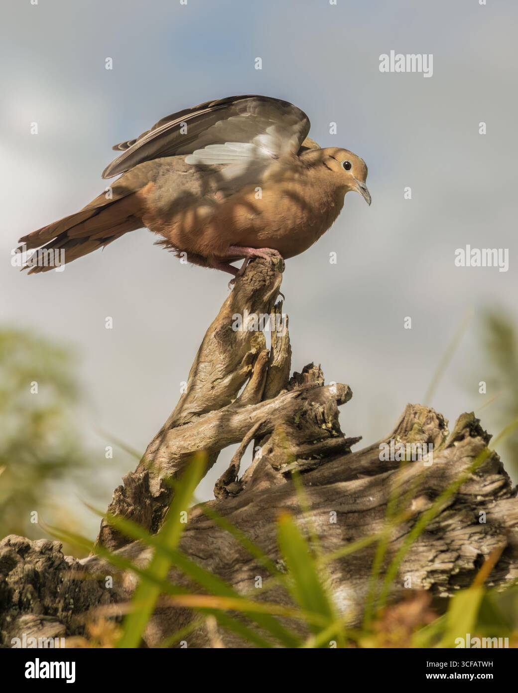 Eine raue Erdtaube, die auf einem alten, vom Sonnenuntergang beleuchteten Holzstamm thront, in einem Wald in der Stadt Sora, in den östlichen Andenbergen Kolumbiens. Stockfoto Eine raue Erdtaube, die auf einem alten, vom Sonnenuntergang beleuchteten Holzstamm thront, in einem Wald in der Stadt Sora, in den östlichen Andenbergen Kolumbiens. Stockfoto