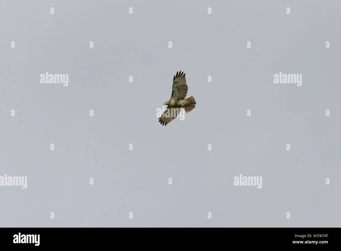 Rotschwanzfalke (Buteo jamaicensis) im Flug. Stockfoto