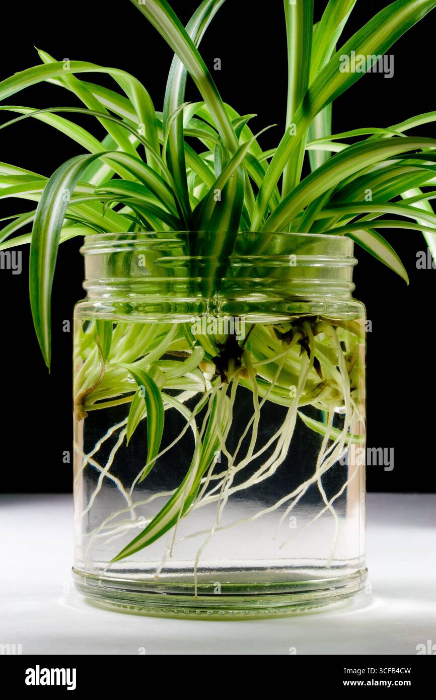 Spinnen wachsen Wurzeln im Wasser - Pflanzenvermehrung Stockfoto