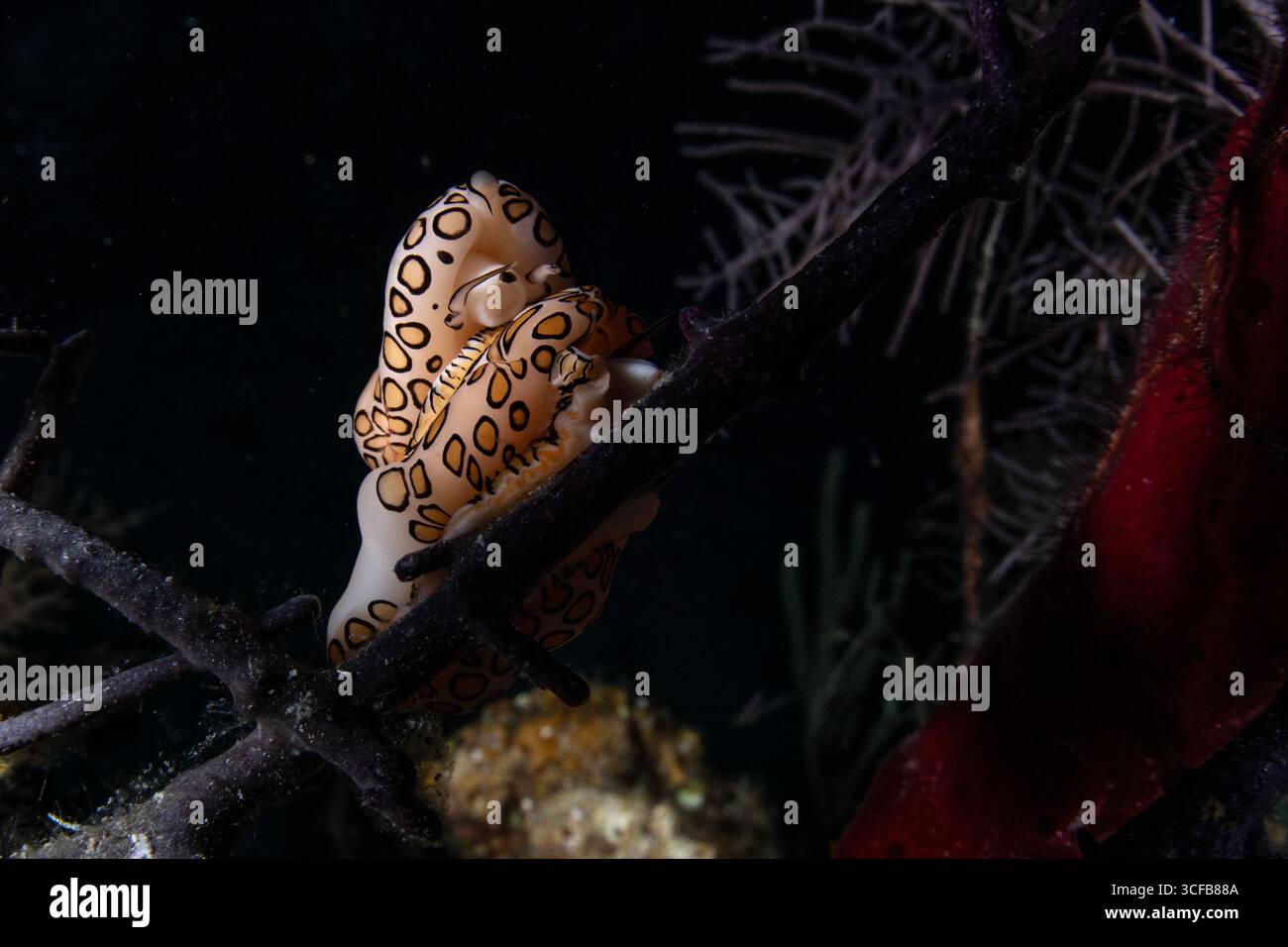 Ein Paar Paarung Flamingozungenschnecke (Cyphoma gibbosum) auf Korallen in der Karibik vor der Küste von Belize. Stockfoto