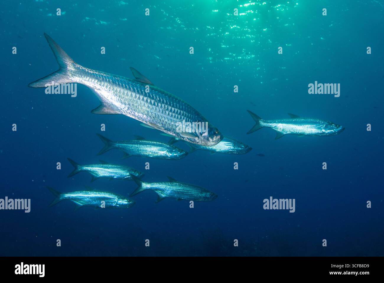 Atlantische Tarpon (Megalops atlanticus), die im blauen Wasser vor der Küste von Belize schult. Stockfoto