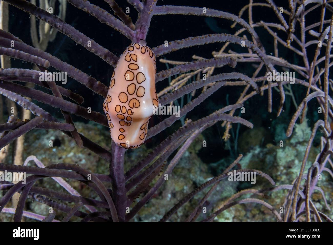 Eine Flamingozungenschnecke (Cyphoma gibbosum), die in der Karibik vor der Küste von Belize Korallen fresst. Stockfoto