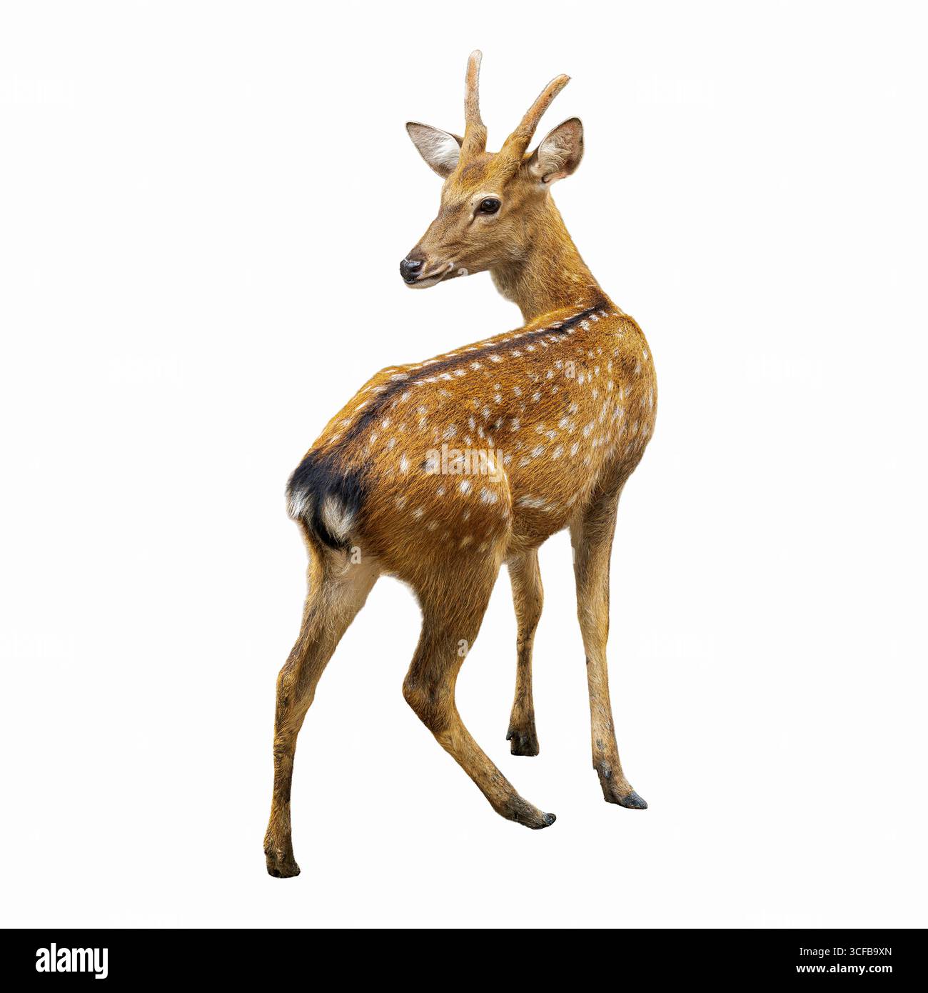 Nahaufnahme eines jungen gefleckten Hirsches, der seinen Kopf dreht, zeigt schlanke Beine, kleine Geweihe und auffällige weiße Flecken auf goldbraunem Pelz. Stockfoto