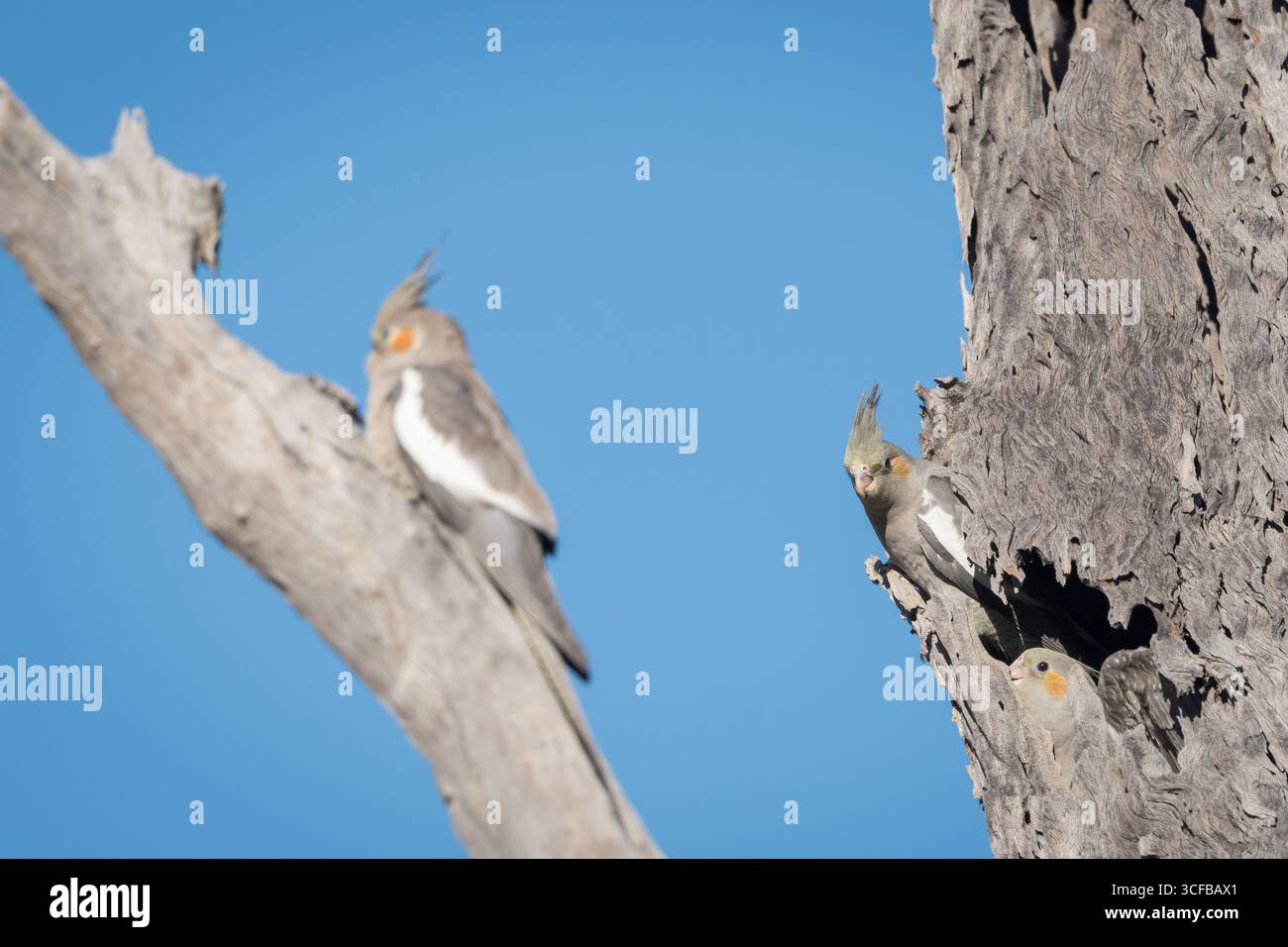 Die letzten beiden, jungen Kakatiels, zögern, ihren ersten Junggelenflug zu nehmen, wie es ihre Geschwister, die auf einem nahegelegenen Baumschenkel sitzen, getan hat. Stockfoto