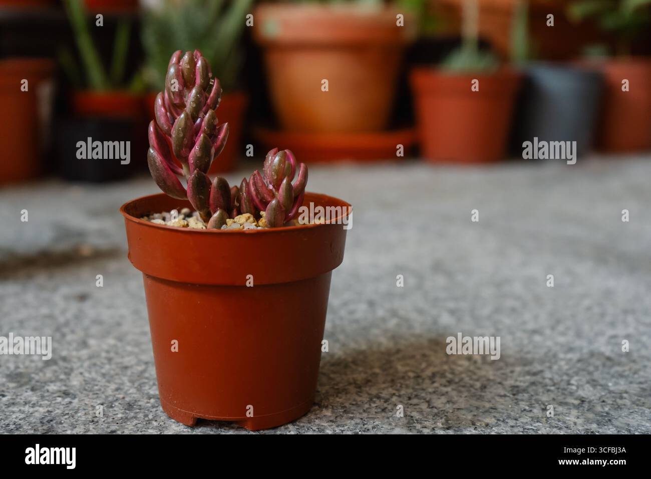Wunderschöne junge saftige Pflanze Lenopetalum Schokolade und Erdbeeren variegata, die in einem Topf angebaut werden Stockfoto