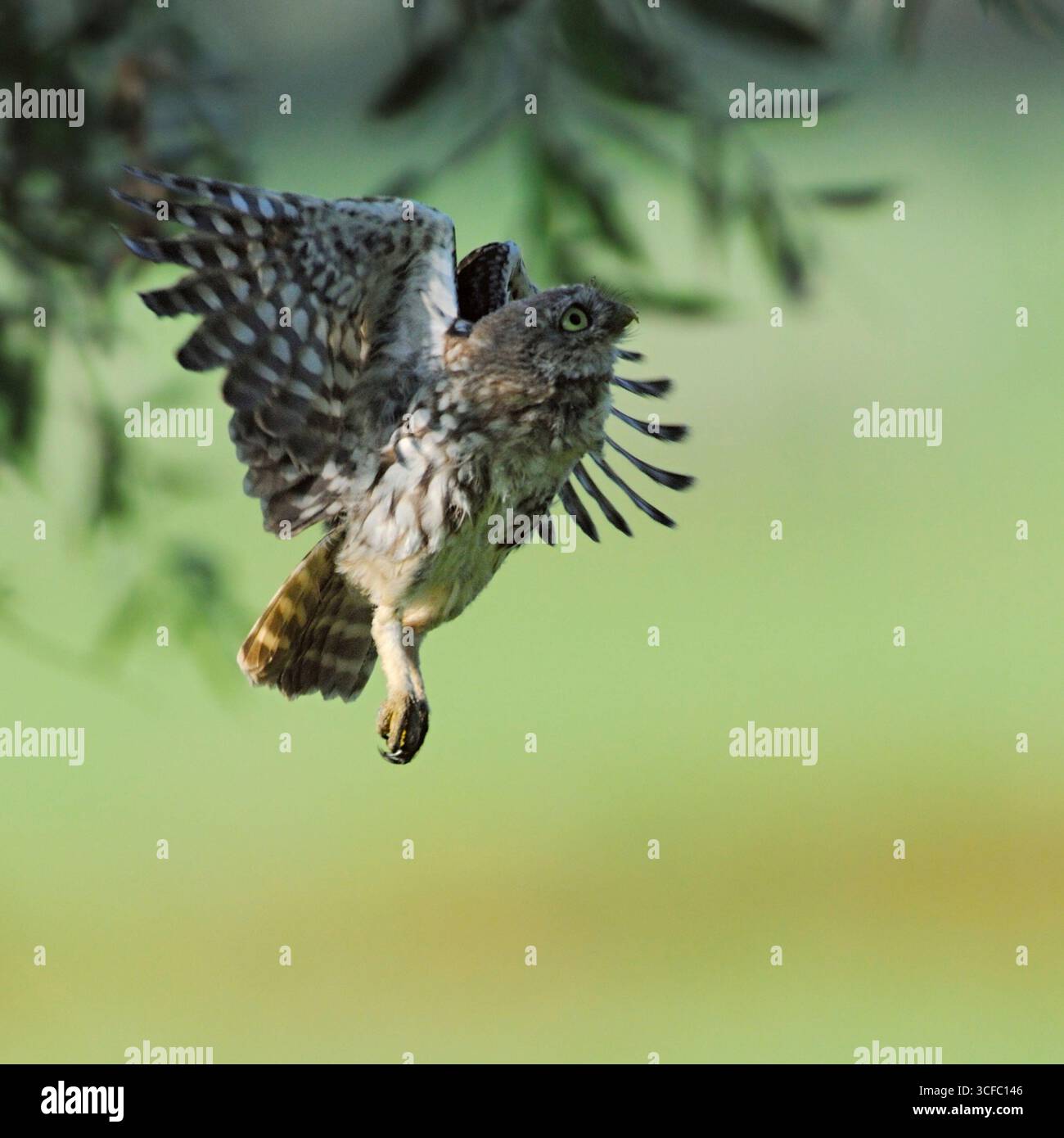 Kleine Eulen / Minervas Eulen (Athene noctua), jung, jung, in ihrem typischen Flug, fliegen auf einer pollerweide, Tierwelt, Europa. Stockfoto
