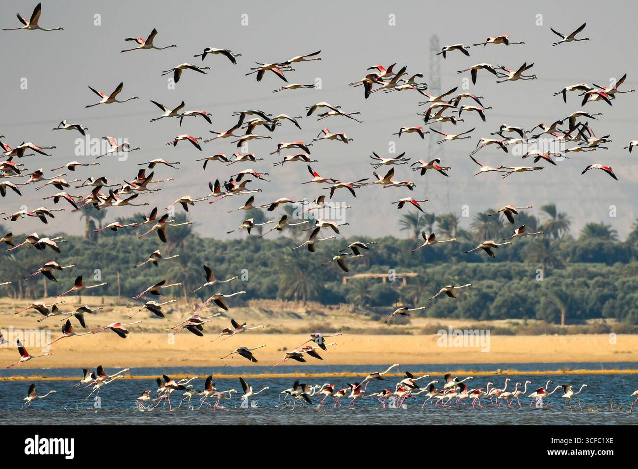 Blick auf eine riesige Flamingos-Schar, die über glitzerndes Wasser fliegen, vor der Kulisse von üppigem Grün, Lake Qaroun, Gouvernement Faiyum, Ägypten. Stockfoto