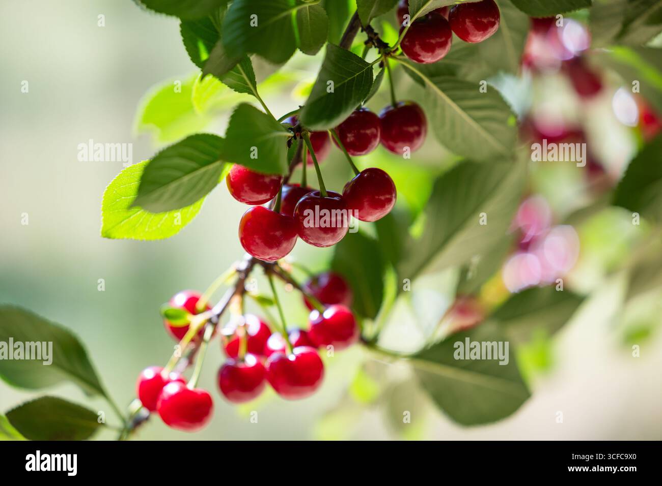 Nahaufnahme von Sauerkirschen auf Kirschbaum. Stockfoto