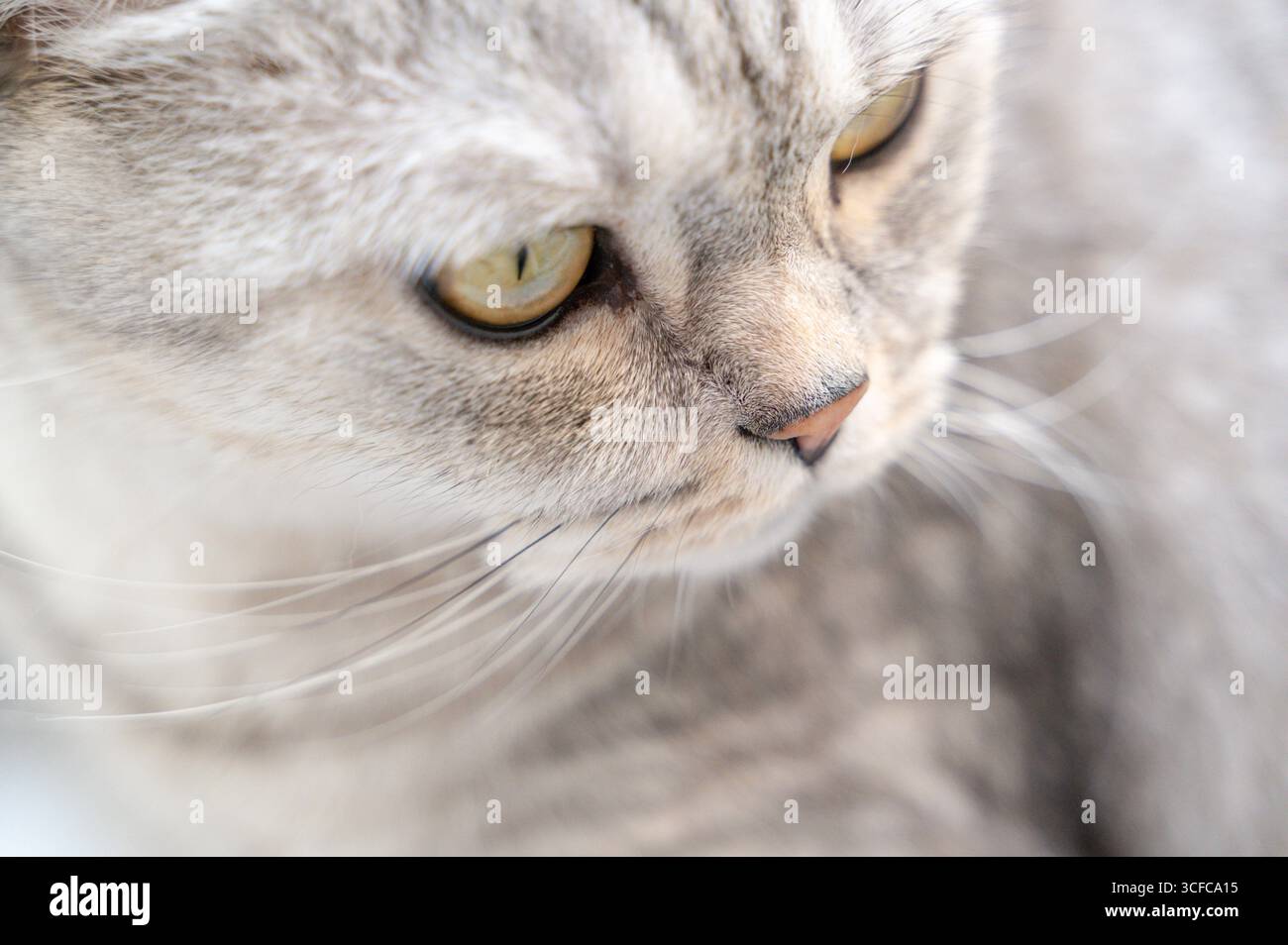 Eine atemberaubend schöne Nahaufnahme einer bezaubernden grauen Katze, die ihre bezaubernden Augen und zarten Barthaare hervorhebt Stockfoto