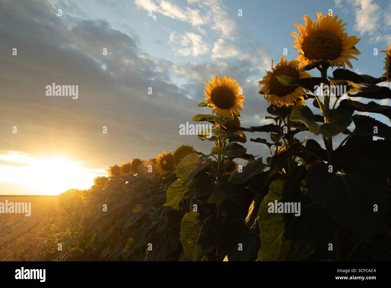 Wunderschönes Komposit eines Sonnenaufgangs über einem Feld goldgelber Sonnenblumen. Stockfoto