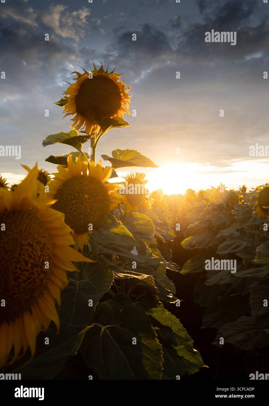 Wunderschönes Komposit eines Sonnenaufgangs über einem Feld goldgelber Sonnenblumen. Stockfoto