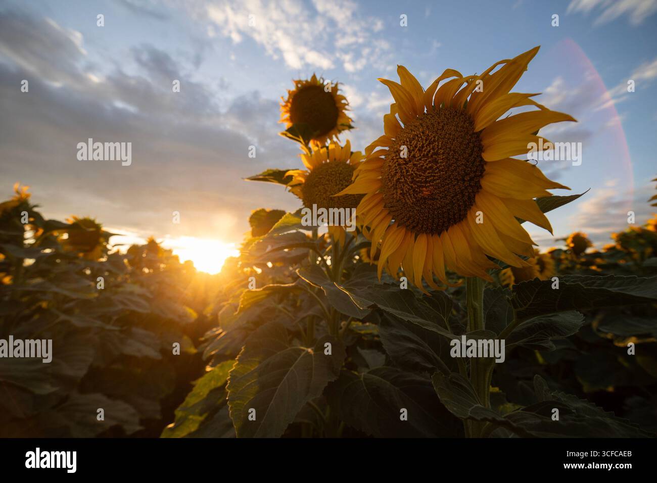 Wunderschönes Komposit eines Sonnenaufgangs über einem Feld goldgelber Sonnenblumen. Stockfoto