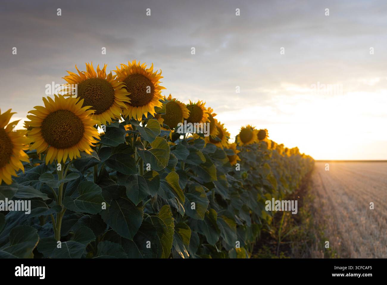 Wunderschönes Komposit eines Sonnenaufgangs über einem Feld goldgelber Sonnenblumen. Stockfoto
