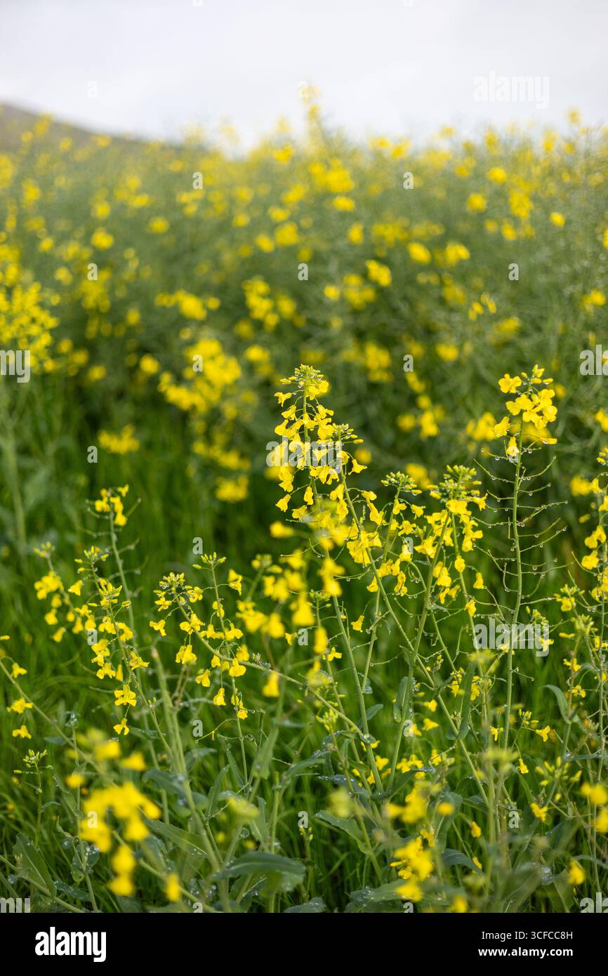 Abenteuer auf der Farm Road in Rapsfeldern Stockfoto