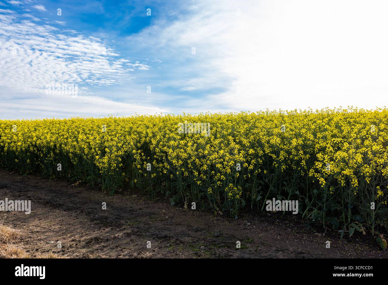 Blauer Himmel und gelbe Rapsfelder Stockfoto