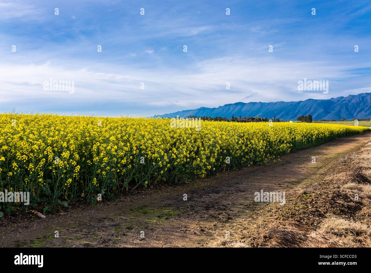 Abenteuer auf der Farm Road in Rapsfeldern Stockfoto